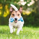 os pour votre chien